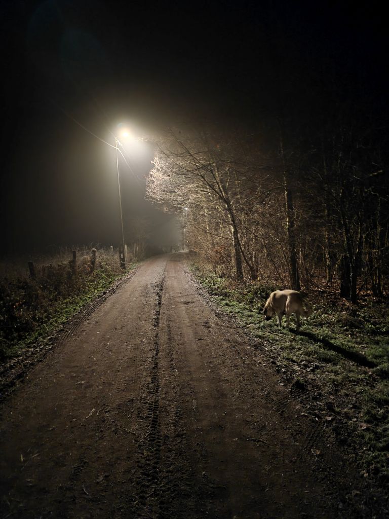 Foto nachtwandeling
